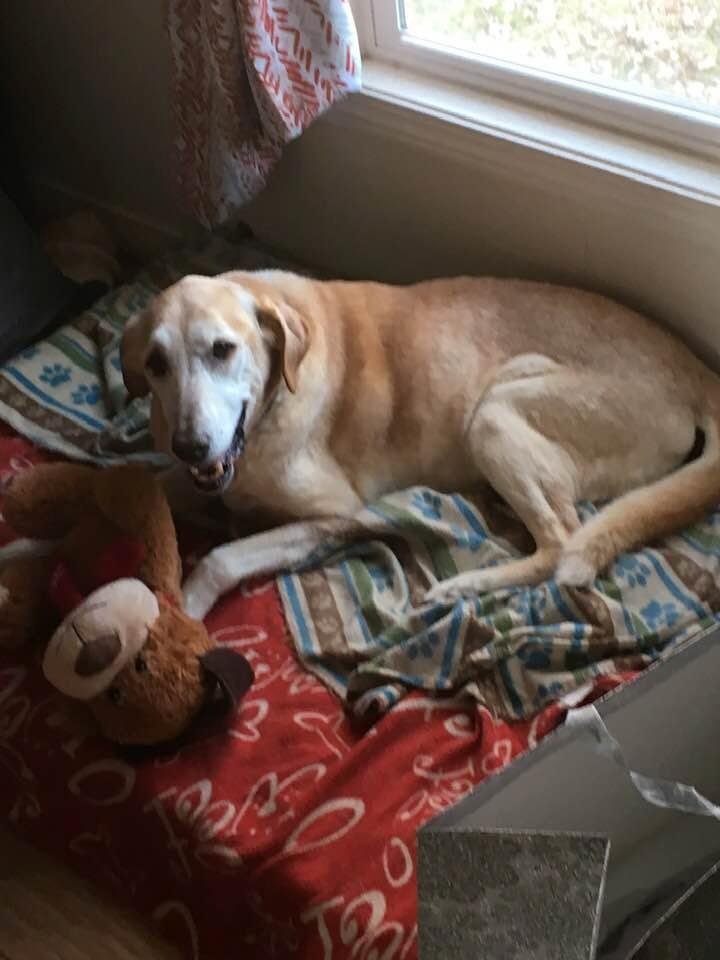 What a wonderful awesome dog she was