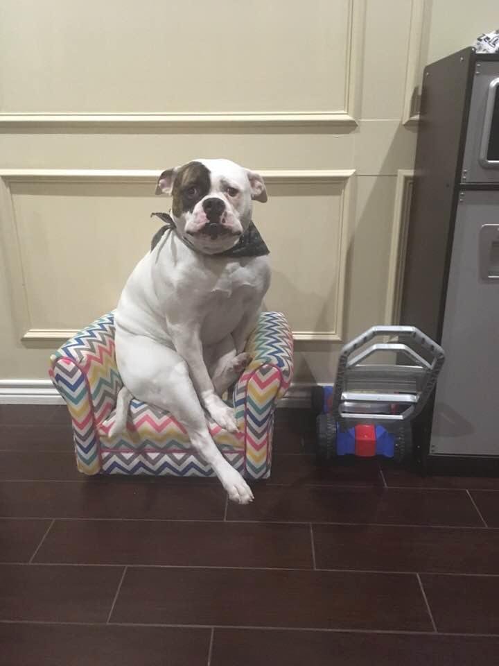 When my granddaughterIs is not sitting in her chair Lexi find it most appropriate. Actually it’s Lexi’s favorite chair