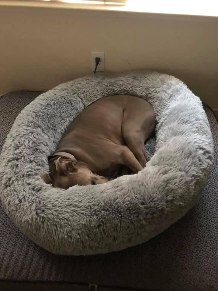 Edgar’s new bed. Thanks Auntie Nanette Hack Mayson may not have liked it but Edgar hasn’t moved out of it since I brought it home.