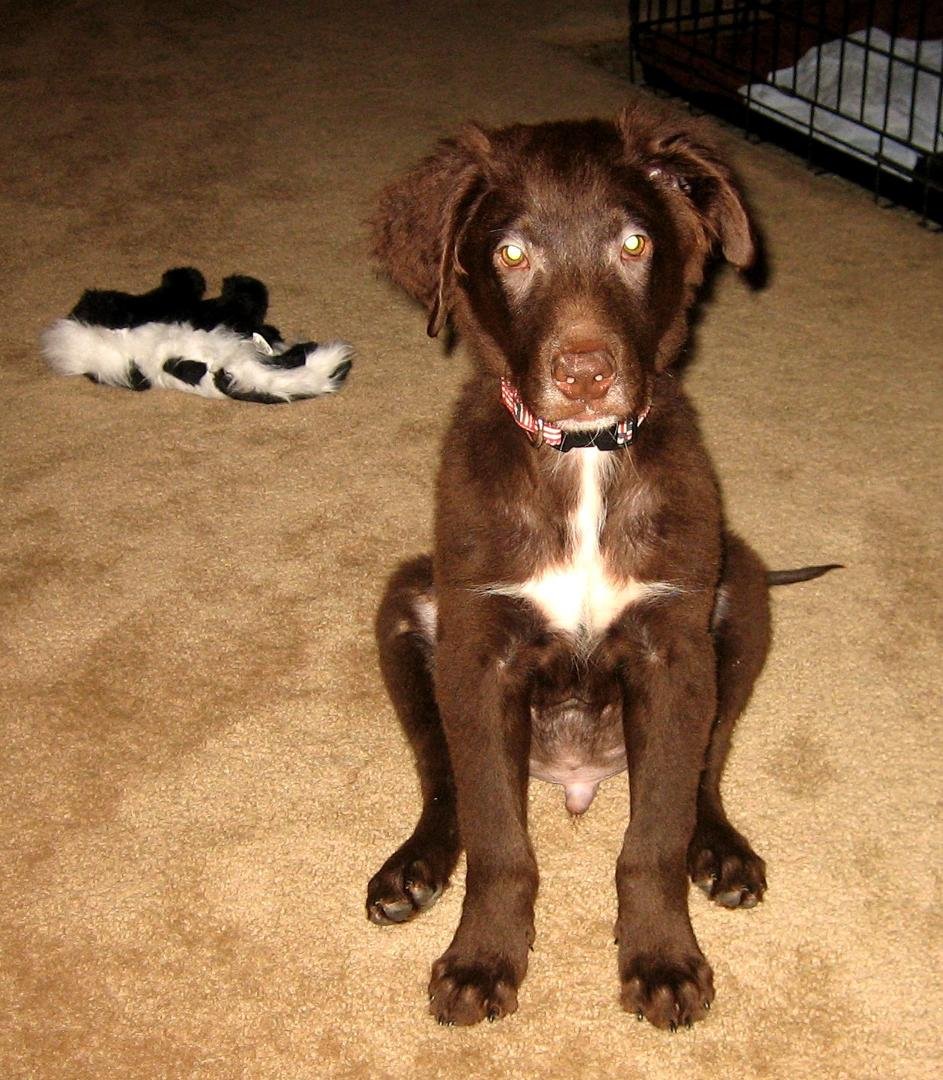 It's National Dog Day. This was Gus The Wonder Dog at 10 weeks old. He looks 100% innocent and still, to this day, claims whatever it is that happened he didn't do it. 🤣