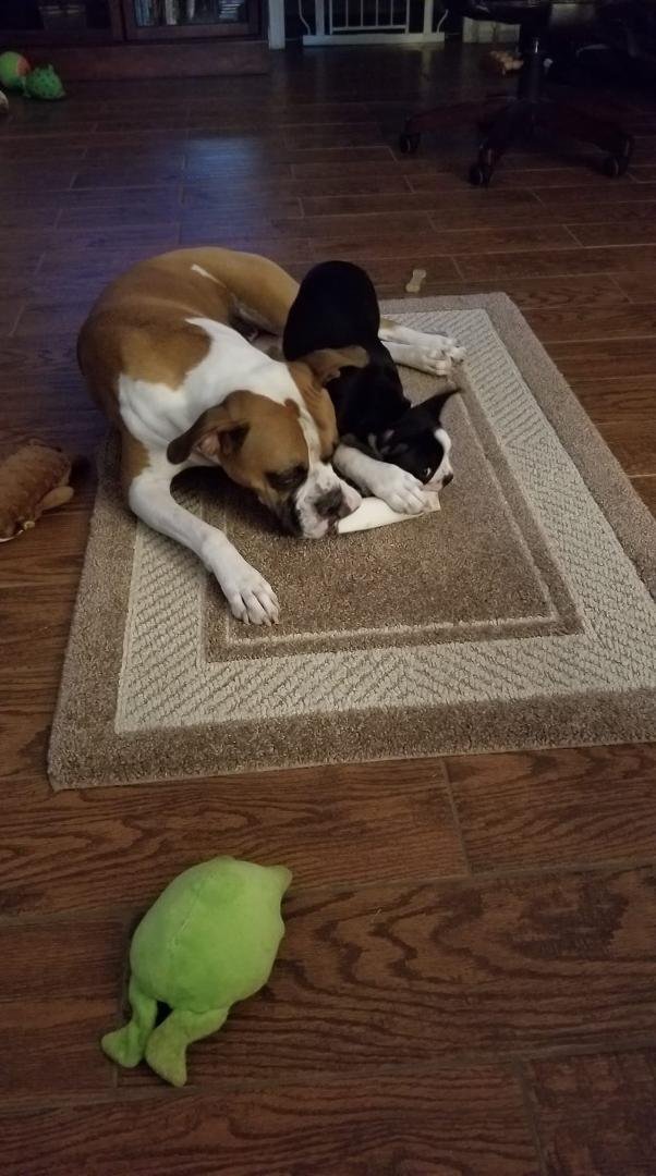 How many dogs would share a bone like these 2? Lots of love here.