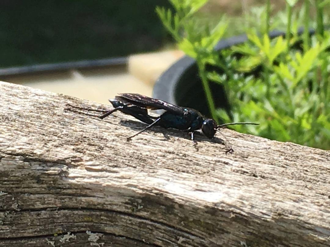 Big Wasp