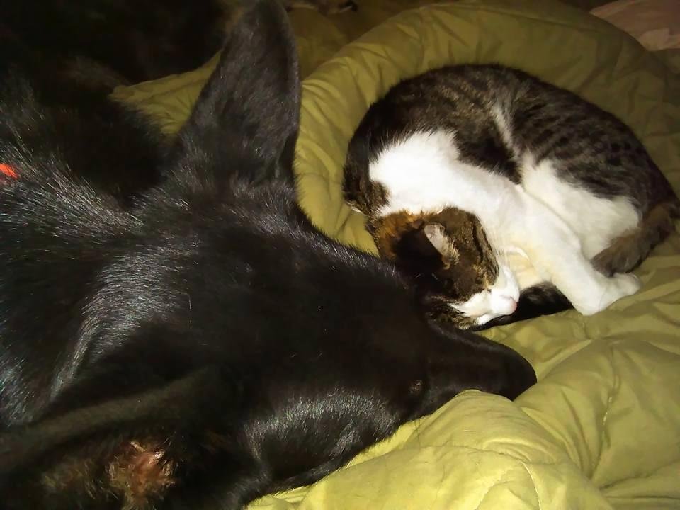 Nap time for Lobo and Mousie.