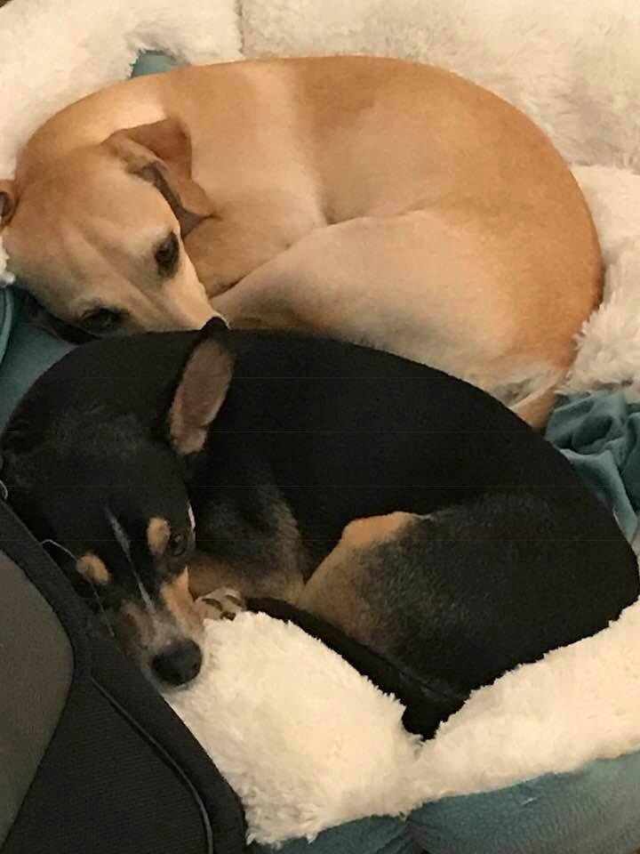 Little angels