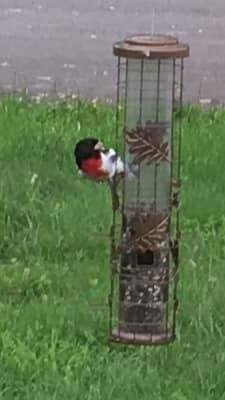 Seen this pretty bird today