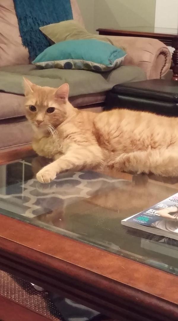 We said goodbye to Jasper tonight. Everyone who came in got to meet Jasper as he would sleep on the kitchen island counter and touch your shoulder if he wanted attention. He was extremely social. He will be missed.