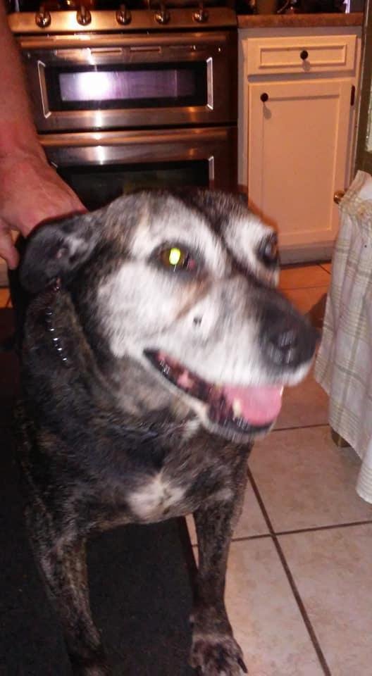Stella 14 year old pit/rot mix the most loving gentle dog. She loves other all other animals but loves people loves people more. Danny is her person.