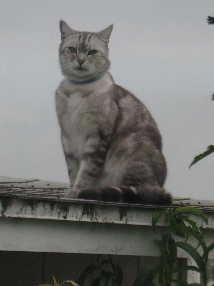 My Mom gets nervous when I stand on the edge of the neighbor's roof. My Mom is a nervous type.
