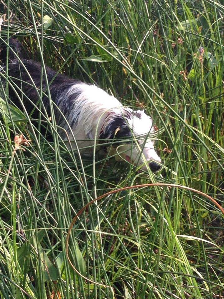 The puppy, skulking in the weeds.