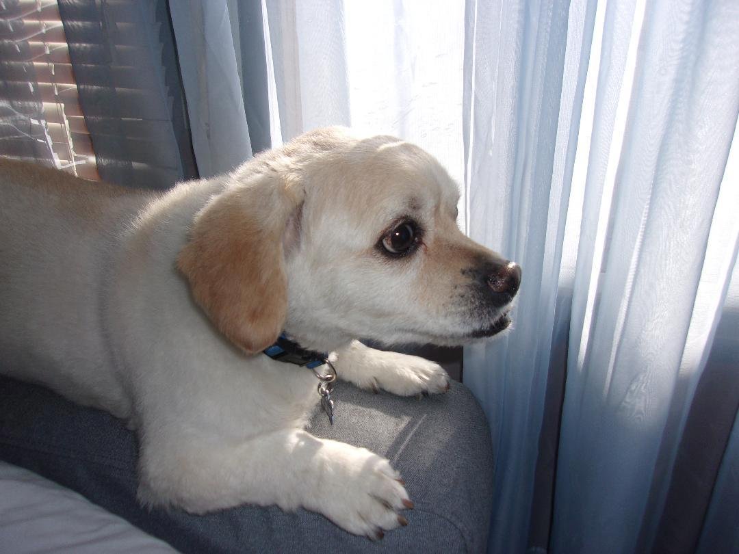 Happy National Pet Day to Skippy