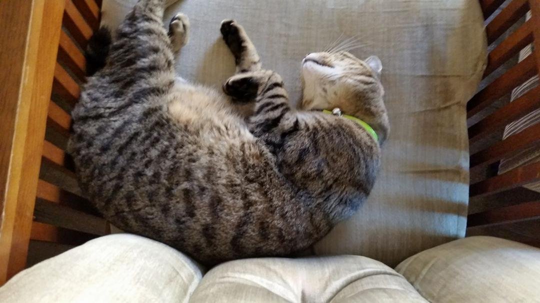 My fearless feline friend has way too much time on his hands...