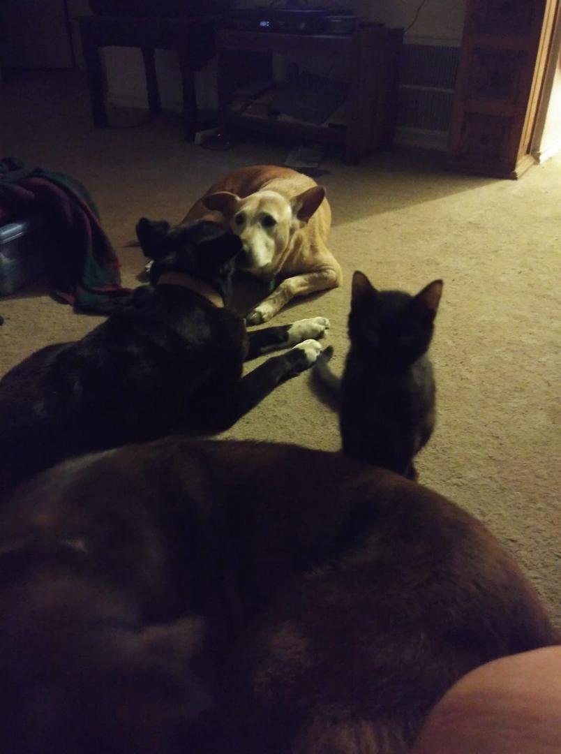 Missing my kitty Short Stuff also. Passed on a month later. My girl Rosie is taking care of Muscles