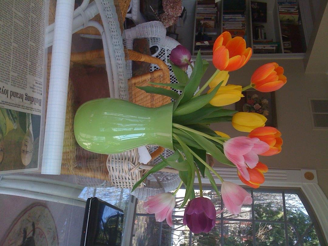 Joey sent me tulips!