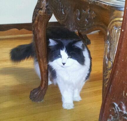 Bandit is my name he is too cool for him self.