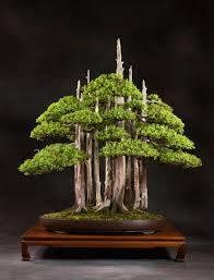 group planting (Kimura)