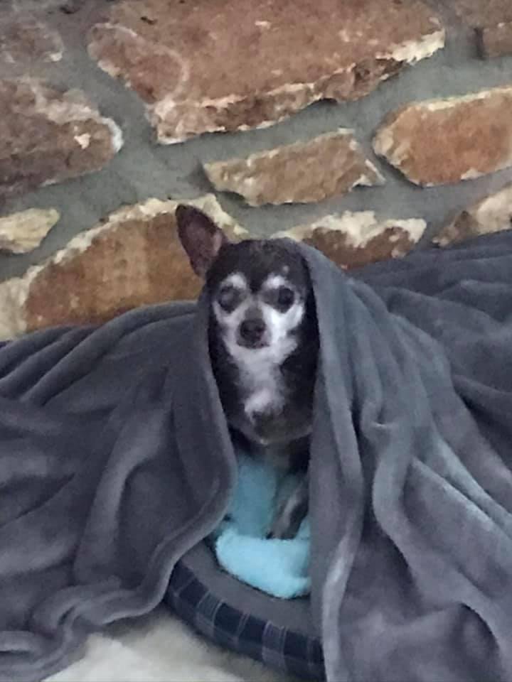 In New Years Day, our Chihuahua, Buster passed away.....
We are searching for a “Chipin” or a teacup chihuahua pup to fill a very large void in our lives....