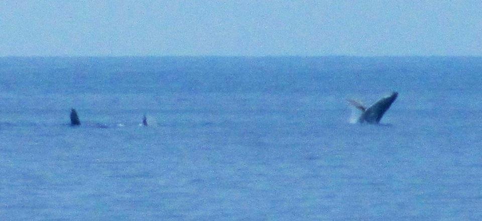 Whale activity off the lanai as well as activity in the palm trees! A neighbor caught a Mahi Mahi while fishing in his ocean kayak....it is a big, strange looking fish. A whale came up under a small fishing vessel last we