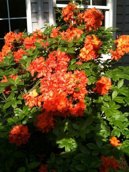 Orange azalea bush in my front yard. I bet I could sell a lot of these in Austin!
