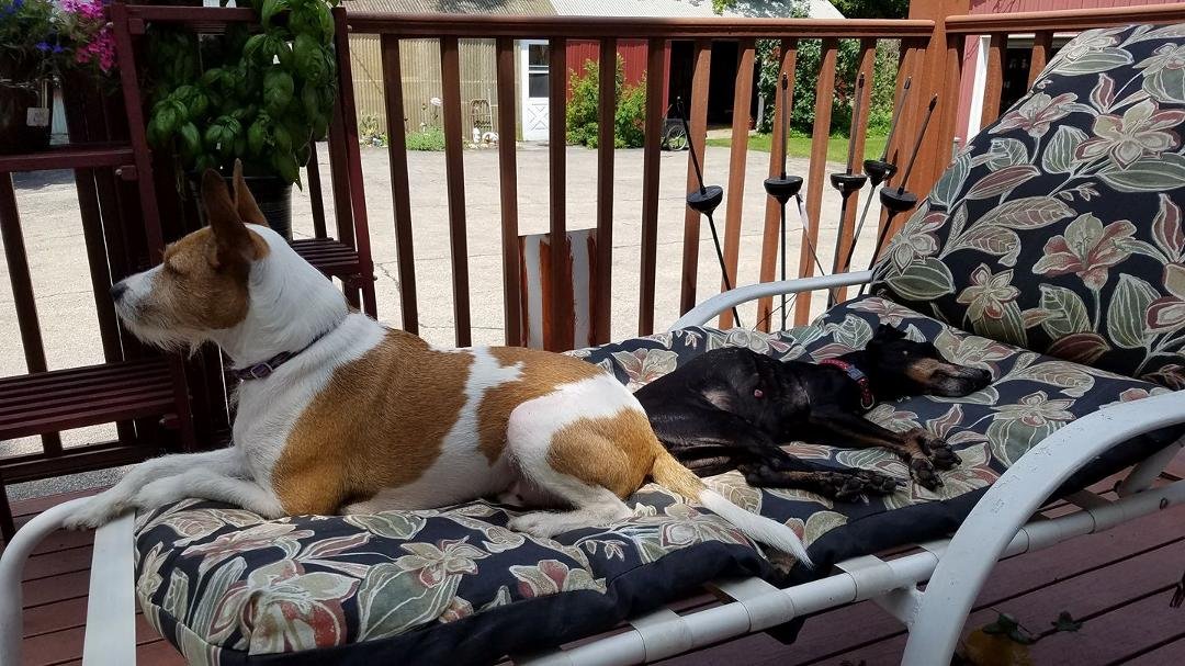 Butt to butt!! (Duchess doesn't know Indigo is there)..