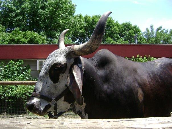 MOOOOOOOOOOOOO
