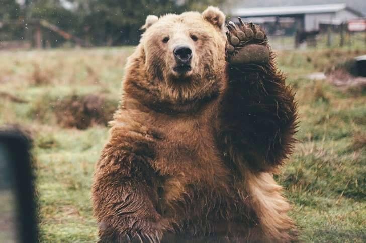 A photographer who was heading home from a weekend of camping was stunned when he waved goodbye to a bear - and it waved back.
The bear was on the grass and lifted his paw to say goodbye waving goodbye as Dylan Furst passed