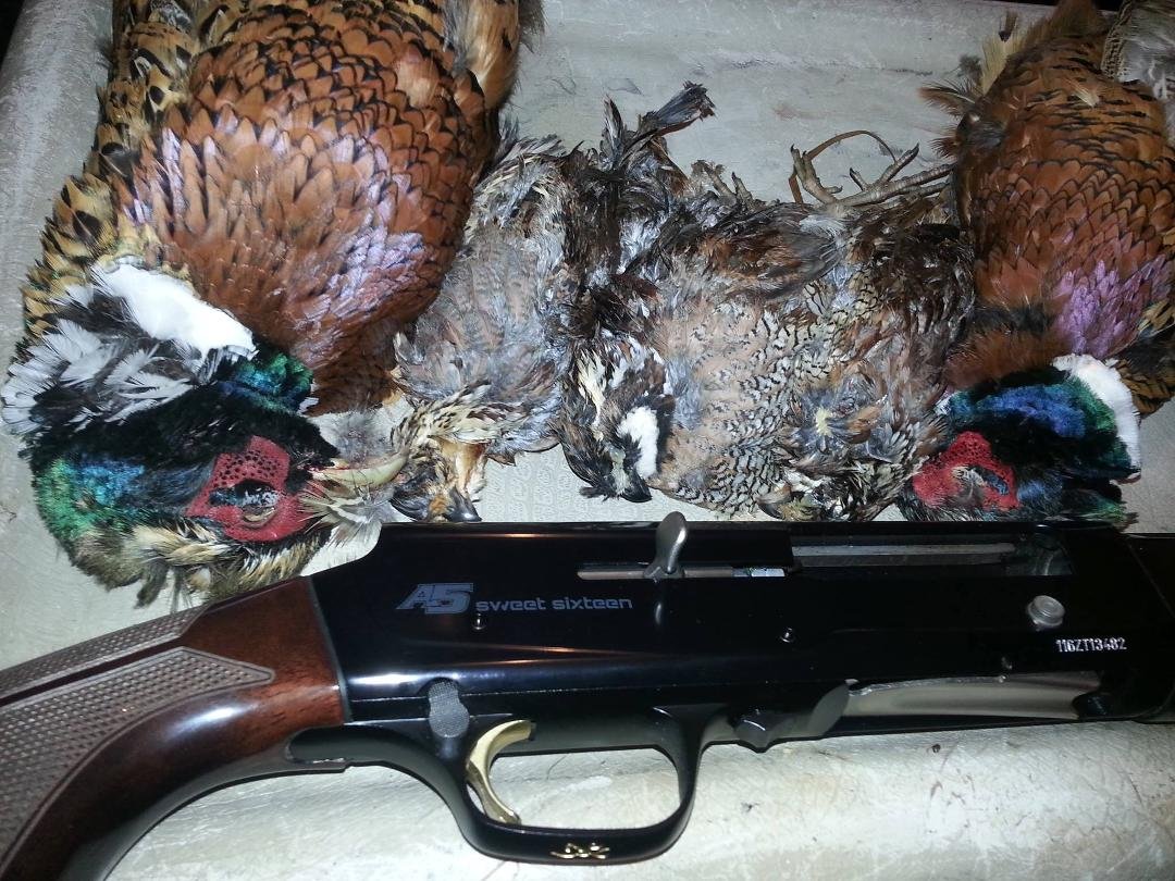 Had a good day on the last day of the Pheasant season.