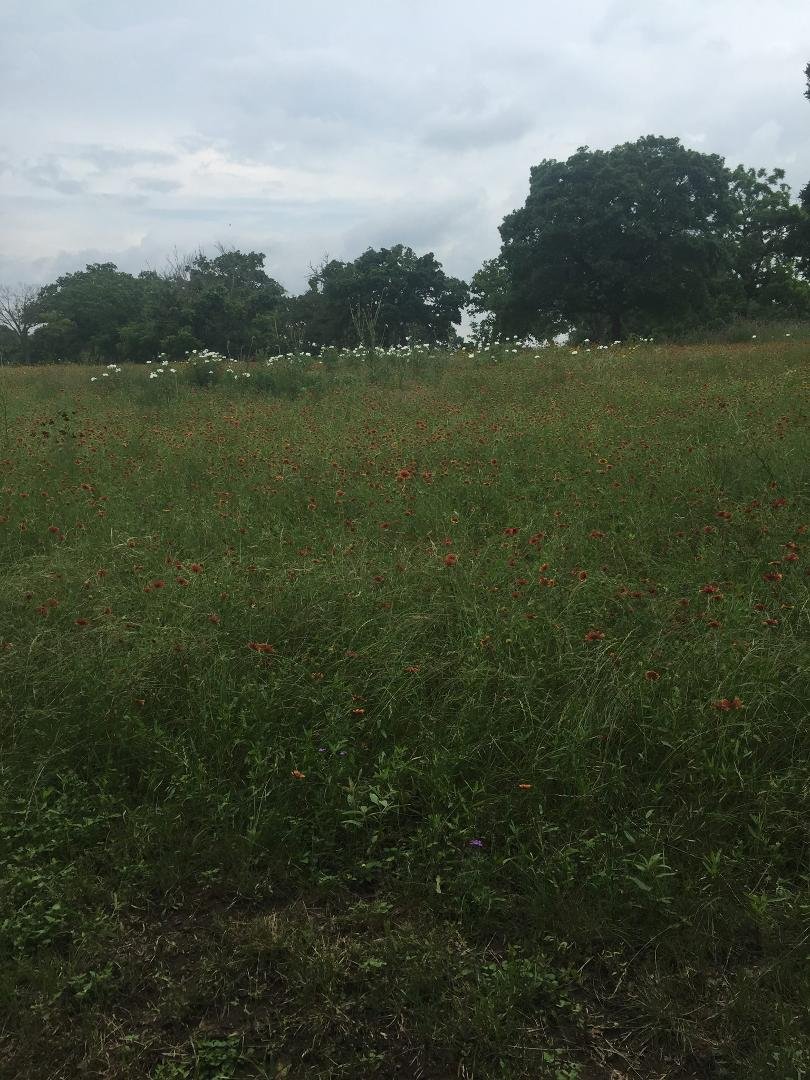 Some wild flowers at LBJ ranch on Memorial Day weekend