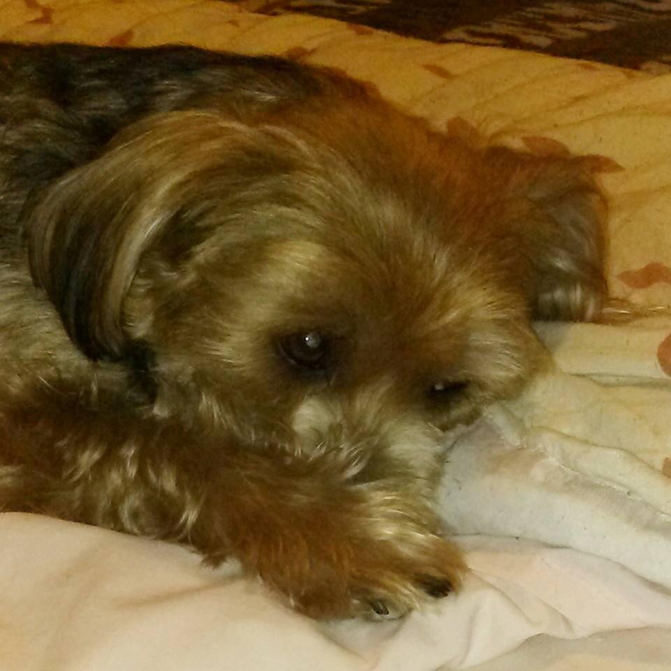 Neko is the cutest darn dog ever.