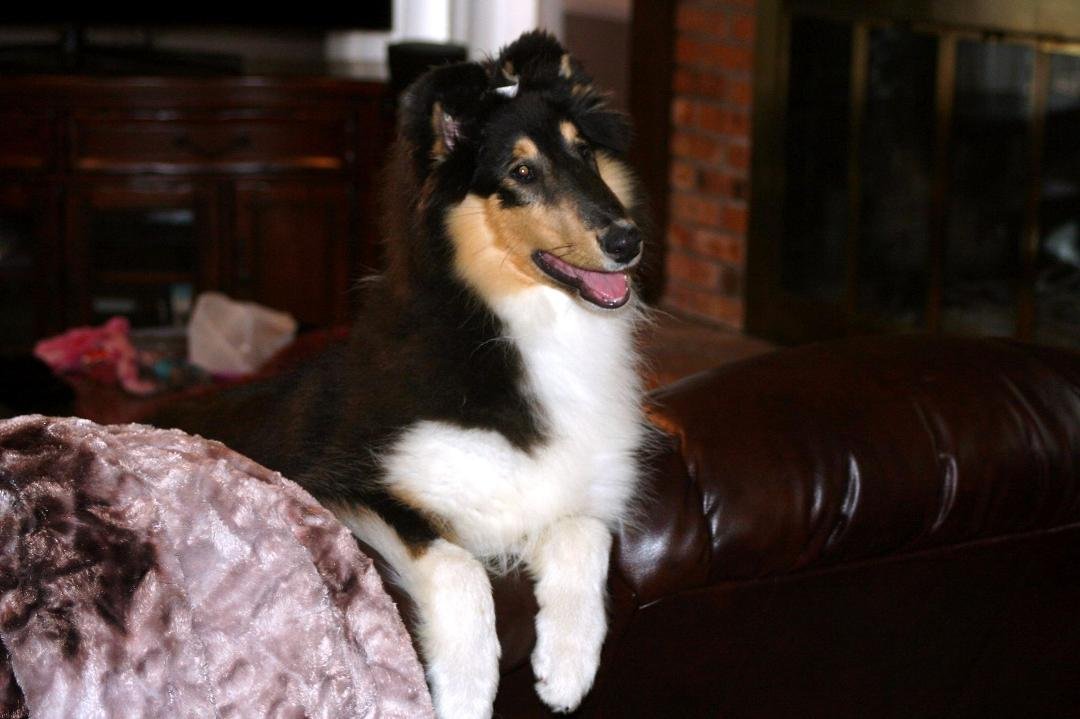 Rilla has joined our family and made herself at home.