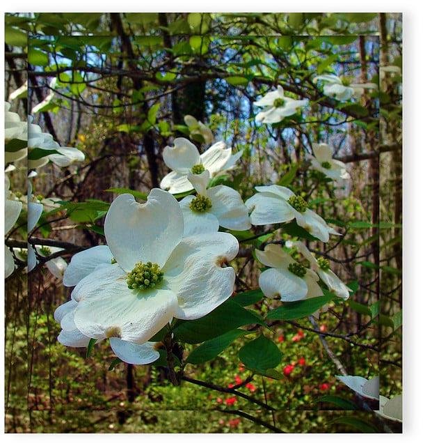 Easter and the Dogwood Tree
Apr 4, 2021
In Jesus’ time, dogwood trees grew in Jerusalem. Then, dogwoods were tall, large, and similar to oak trees in strength. Because of its mightiness, the tree was chopped down and made