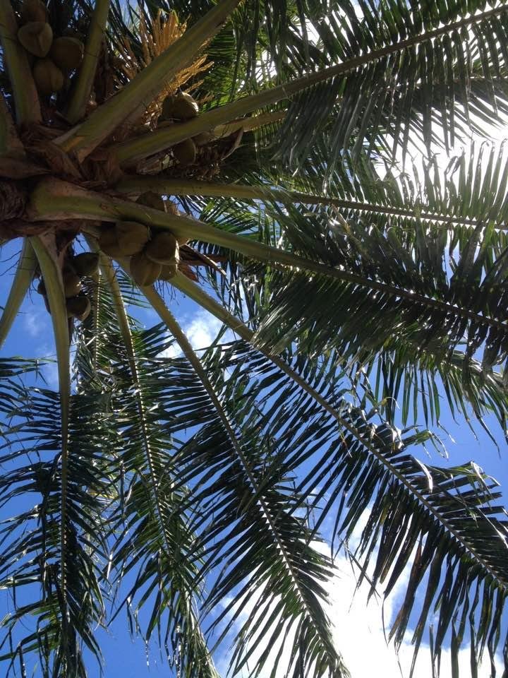 My view this morning. Sitting in the shade, listening to birds and wind chimes, hearing the ocean, and smelling the ocean breeze .... Couldn't ask for a more beautiful autumn Saturday in Paradise🌈🌴
