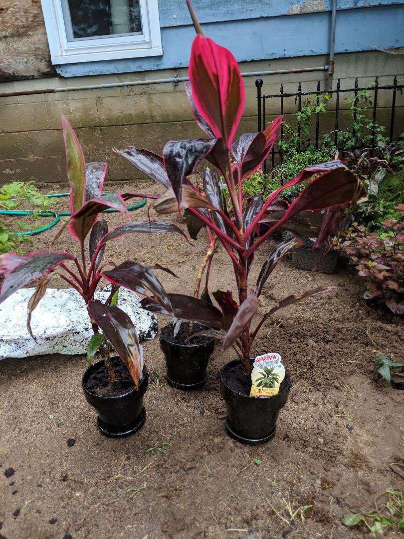 Repotting my impulse buy after finding out they won't make it through the winter so I have potted them up so I can bring them inside.