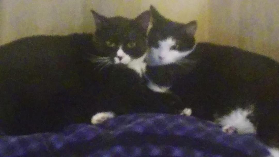 My handsome cats felix and mittens💜