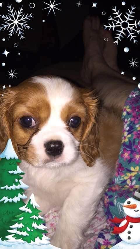 Merry Christmas everyone