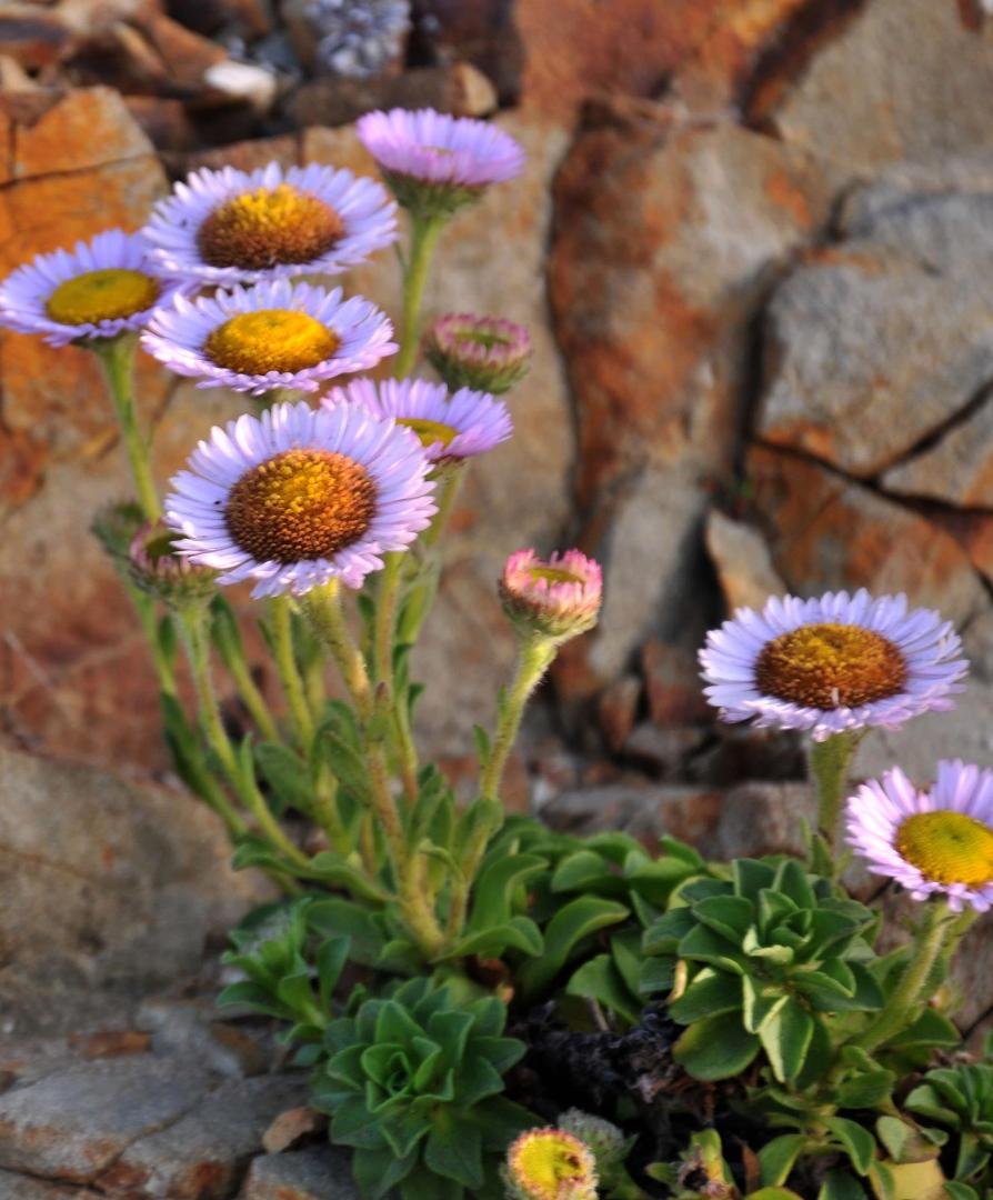 Trudging back to the car I saw these Seaside Daisies - Erigeron glaucus.  Wind was blowing so hard I had to shoot between gusts.