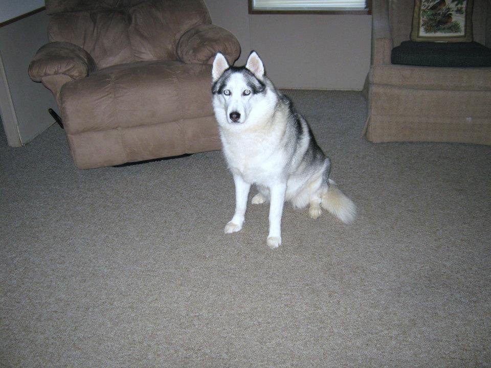 "Lady" the prettiest and coolest dog on the planet