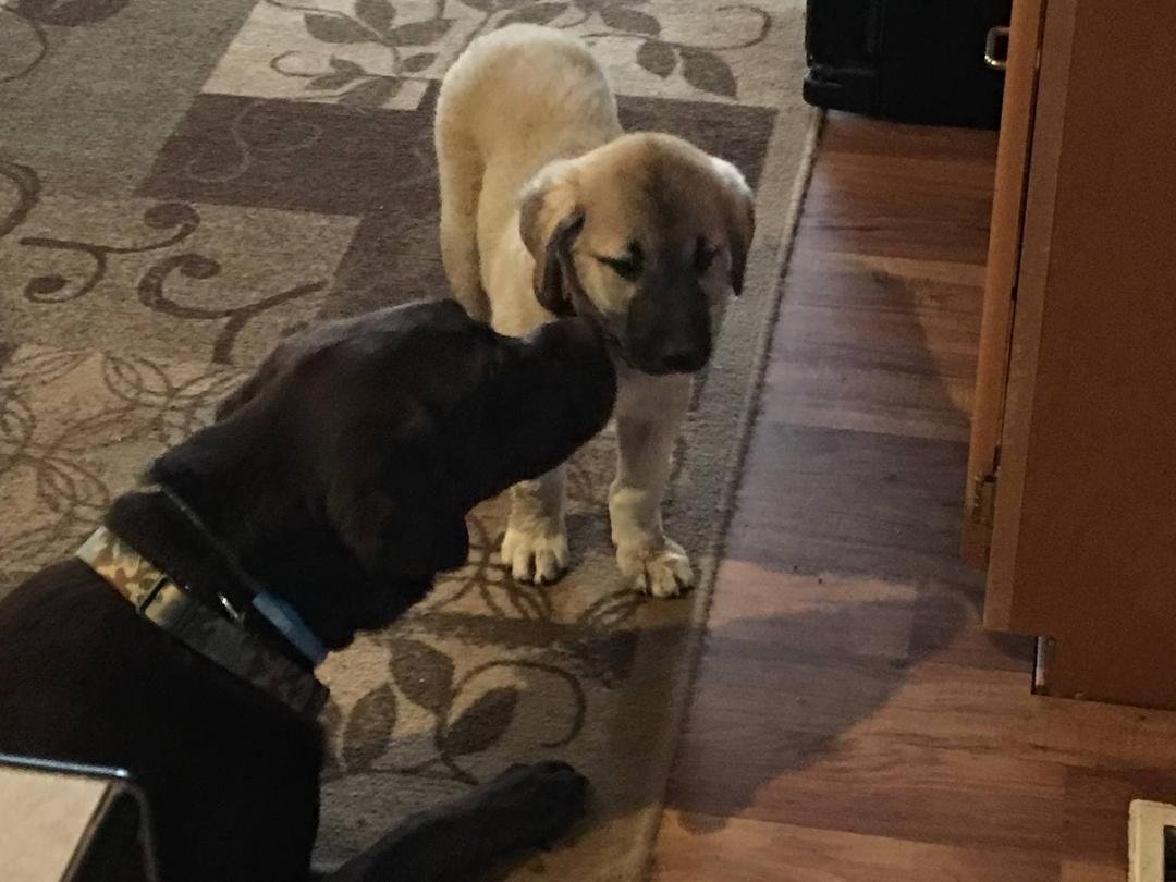 Karen's new protection Anatolian shepherd