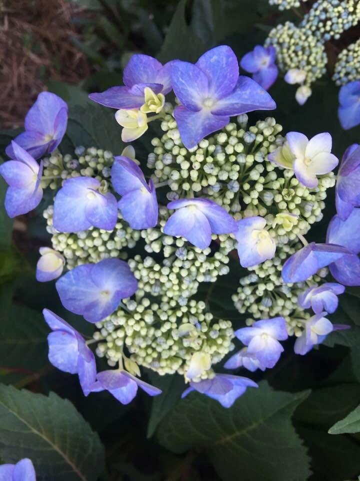 Jane Fairbairn's album, Timeline Photos
