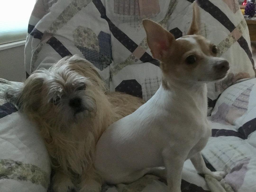 Happy National Dogs Day from our house to yours.