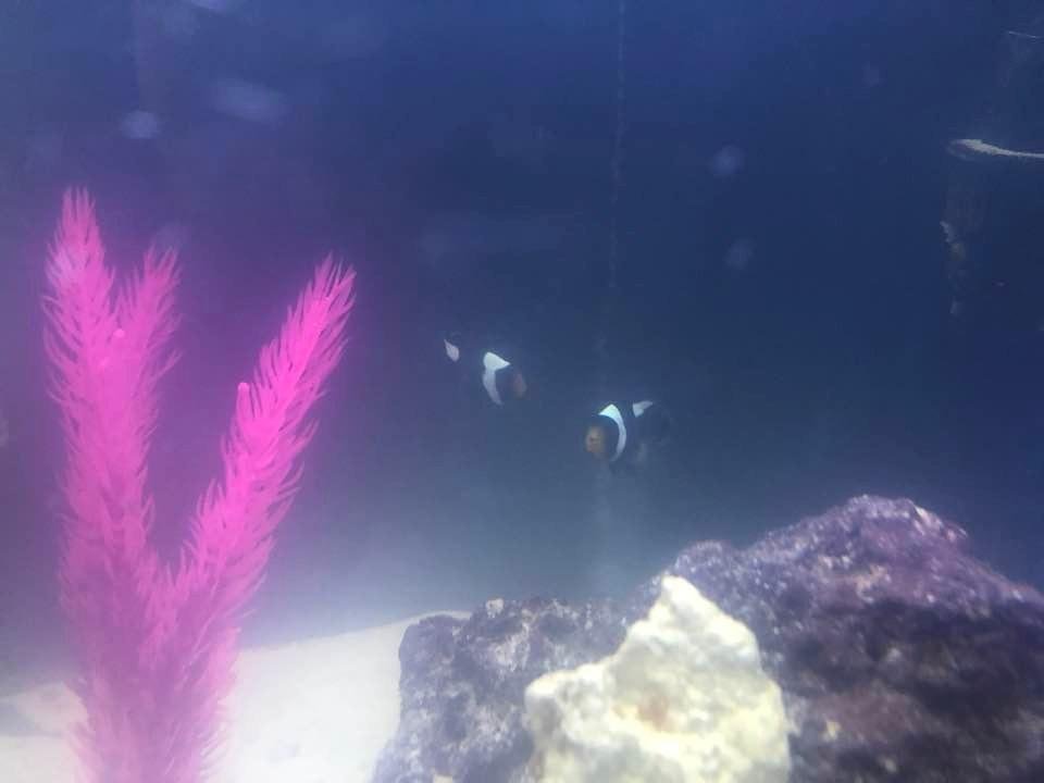 New babies saddle back clown fish 💕💕💕