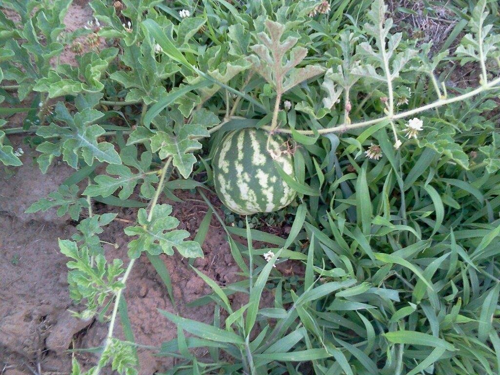 My first watermelon!