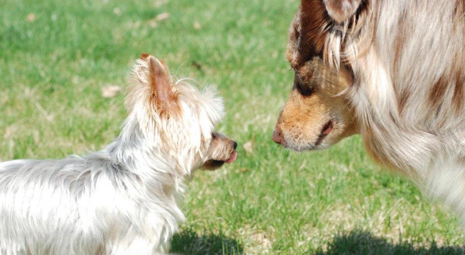 Ann Anderson's album, Dogs