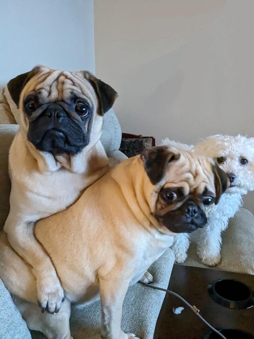 Happy National Puppy Day 💙❤️💜 Love these three!!
