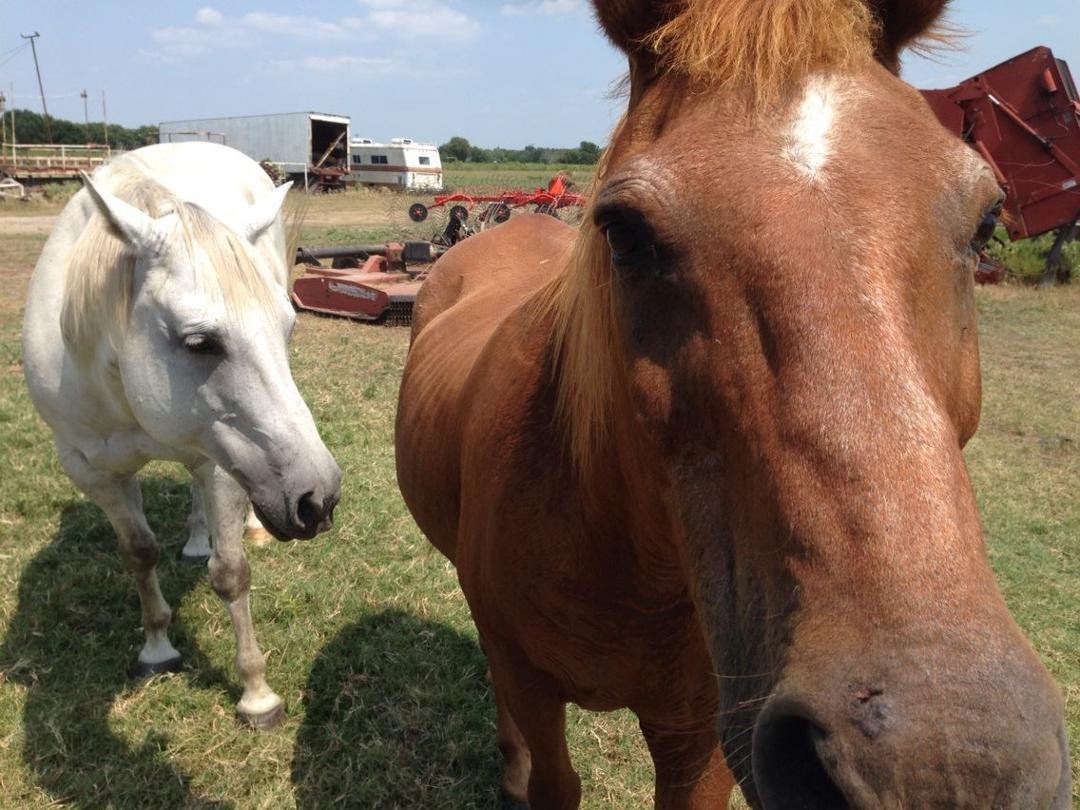 At the ranch