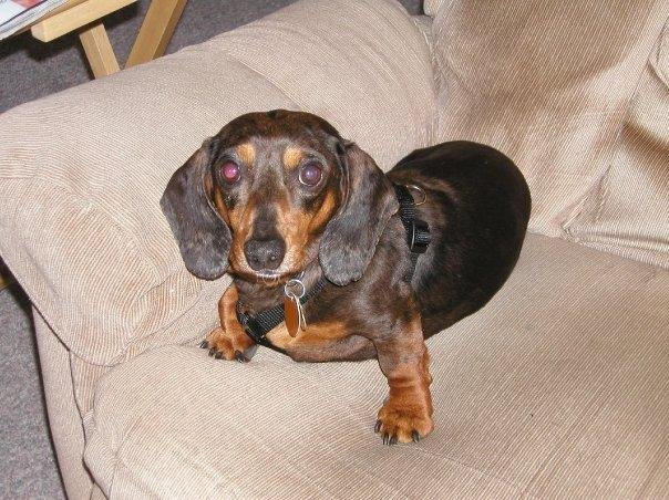 Tippy is a Mini Dachshund