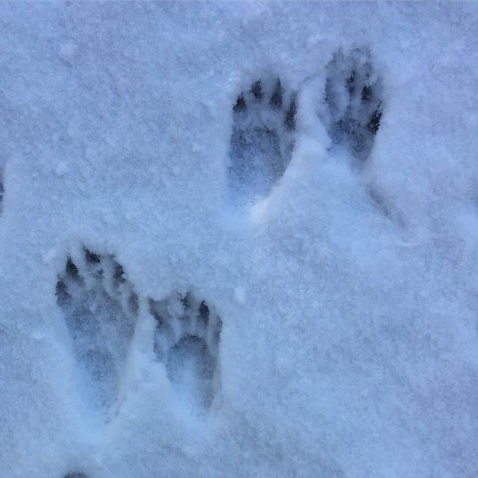 It's fun to see who visits your yard when it snows!
