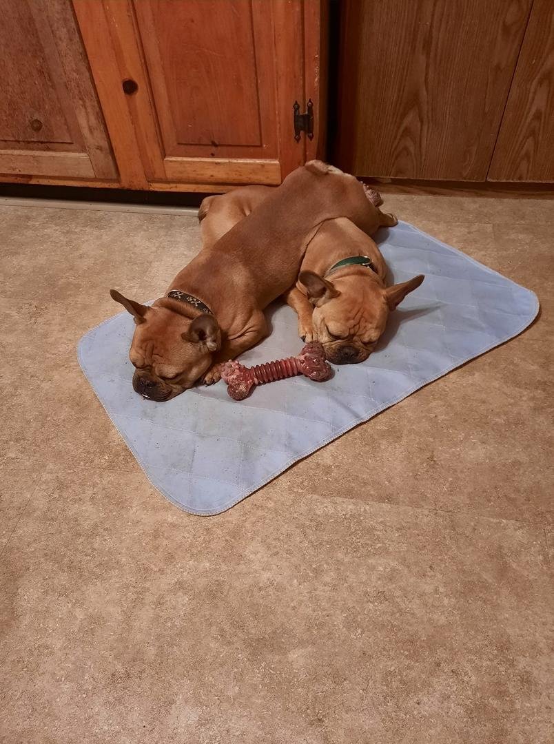 This is how Bixby(on the bottom) and Baxter take a nap sometimes.