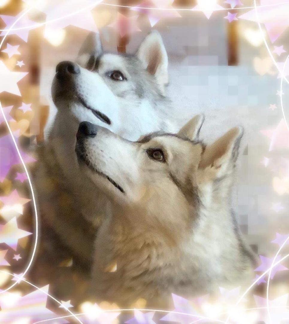 Two wonderful huskies with undivided attention. Must be treats nearby!