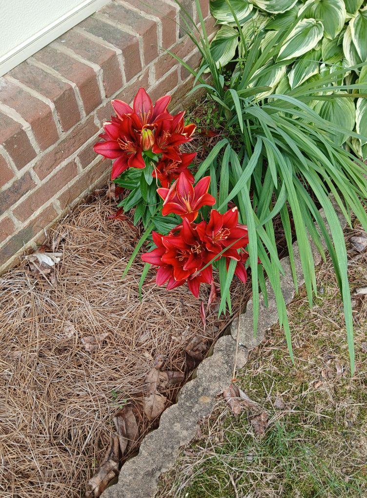 This lily had one bloom on it last year but look at it now. I love the color of it.