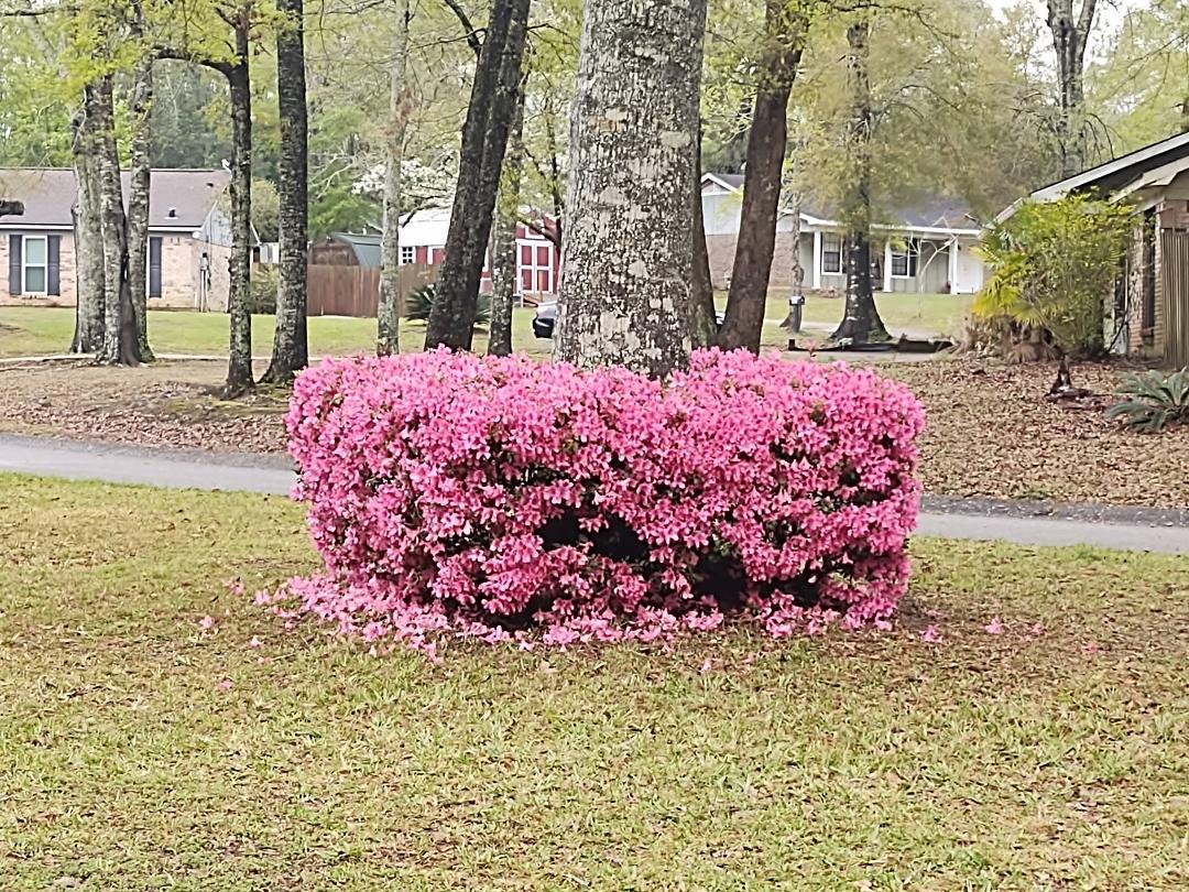 I don't think we've ever had this many blooms on these azaleas before. All the rain we've had the last several days has knocked some of the blooms off but they're still pretty.